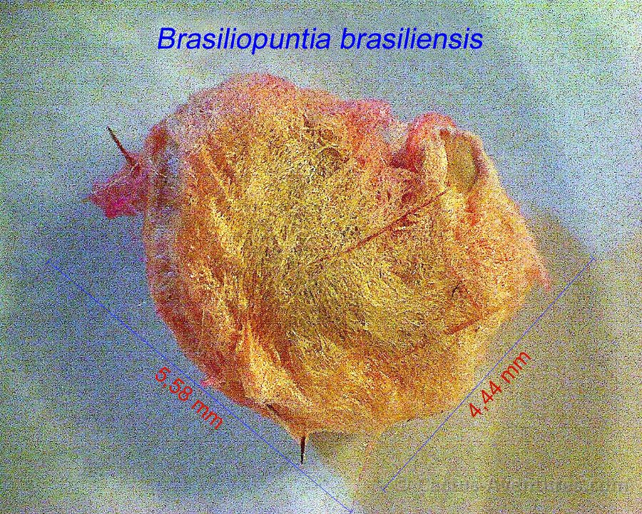 Brasiliopuntia brasiliensis